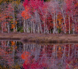 Obrazy na Szkle  Piękny widok na jesienne jezioro. Odbicie czerwonych, pomarańczowo-żółtych drzew w spokojnej, gładkiej tafli jeziora. Burza jesiennych kolorów. Park Narodowy Akadii. USA. Maine