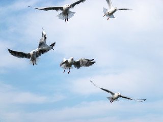 beautiful seagulls against the blue sky