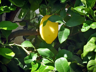 Large ripe lemon on a branch among the green leaves
