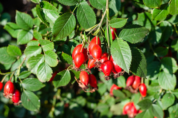 Rosehip bush with ripe red berries on a sunny day. Closeup of rose hips on a branch. Dog-rose fruits. Outdoors