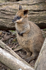 this is a joey swamp wallaby