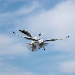 beautiful seagulls against the blue sky