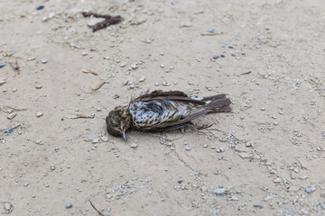 Dead bird on concrete floor