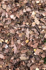 Dark leaves autumn background for design