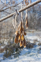 Seeds of maple covered with hoarfrost