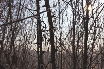 Fototapeta premium Acacia needles covered with hoarfrost. Nature in winter.