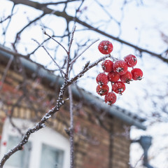 A branch of red rowan covered with hoarfrost