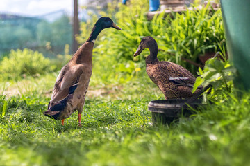 Indian Runner duck - couple of ducks (drake and female duck) on grass in the garden