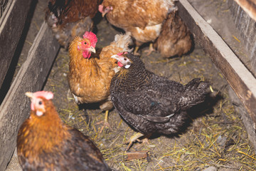 Chickens on the farm. Toned, style, color photo