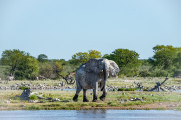 African elephants in the African forests of Botswana, African elephant different shapes Asian elephant