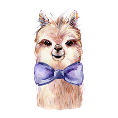 lama watercolor illustration