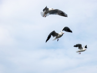 beautiful seagulls against the blue sky