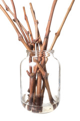 The process of growing grapes saplings from the vine.