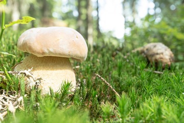 White mushroom in the forest