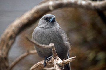 the woodswallow is perched on a branch