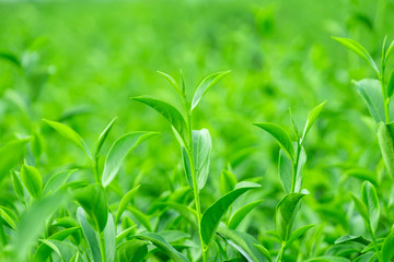 Fototapeta na wymiar Top of fresh raw green tea leaf in plantation farm