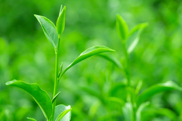 Fototapeta premium Top of fresh raw green tea leaf in plantation farm