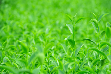 Top of fresh raw green tea leaf in plantation farm