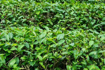 After harvest green tea leaf in plantation farm