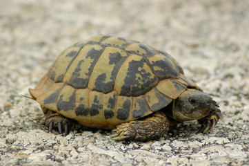 A mediterranean turtle on the go