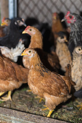 Chickens on the farm. Toned, style, color photo