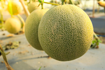 Melons in organic farm ,Thailand.