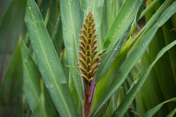 tropical flower