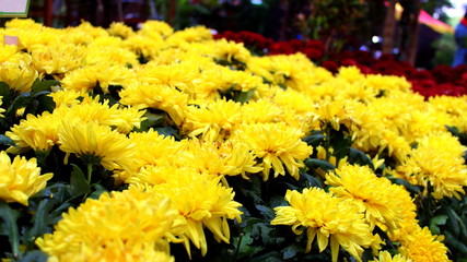 bouquet of yellow flowers