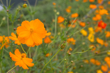 Orange and yellow Sulfur cosmos flowers in garden