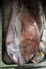 Fresh Pagrus before cooking