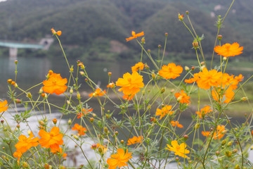 Orange and yellow Sulfur cosmos flowers in garden