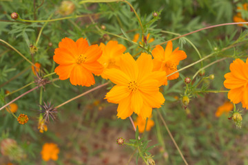 Orange and yellow Sulfur cosmos flowers in garden