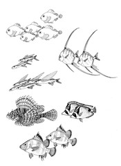 水族館のさかなたち