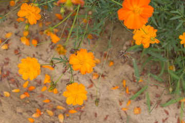 Fototapeta na wymiar Orange and yellow Sulfur cosmos flowers in garden