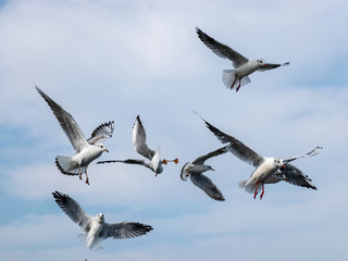 beautiful seagulls against the blue sky