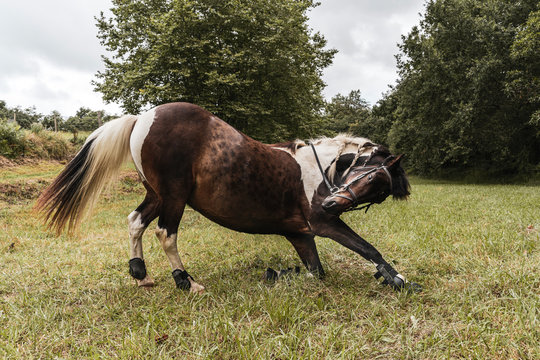 Horse reverence in a meadow