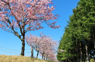 さくら　風景　空　春　杤木　日本