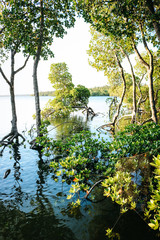 Mangrove forest at Sunset in Mida Creek, Watamu, Kenya