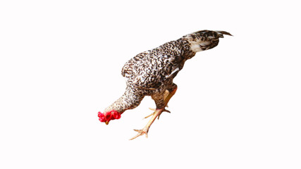 The male rooster has a separate pattern set on a white background.