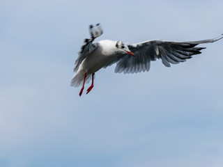 beautiful seagulls against the blue sky