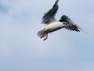 beautiful seagulls against the blue sky