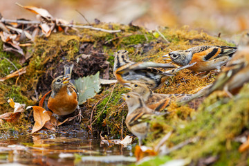 autumn birds at a watering place among autumn colors