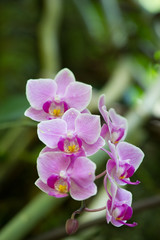 Violet orchids, flower detail in spring.
