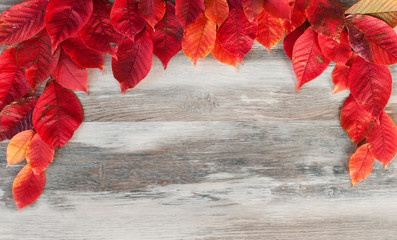 Frame  of autumn colored leaves of red and yellow, which lie on a gray shabby textured table