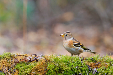 brambling stands among autumn colors