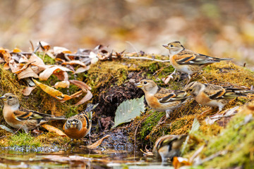 bramblings at a watering place among autumn colors