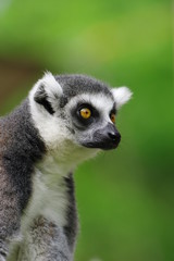 Obraz premium 可愛い、ワオキツネザル