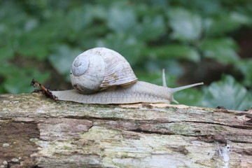Schnecke
