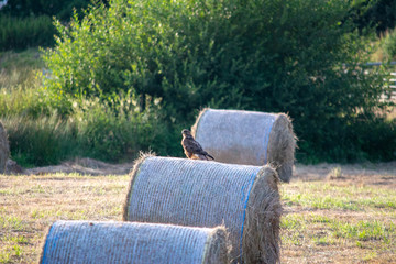 Common Buzzard perched on hay bales 