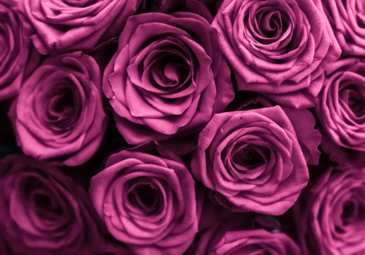 Luxury bouquet of purple roses, flowers in bloom as floral holiday background